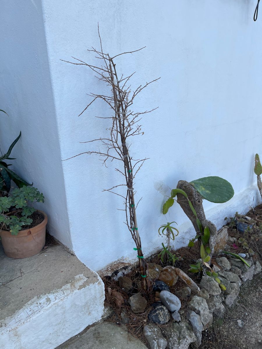 Tja, der erste Versuch mit einer Borganvilla ist noch nicht ganz gescheitert, denn ein bisschen Hoffnung besteht noch, dass sie, wenn die Sonne weiter ums Haus rumkommt, auch wieder Blätter austreibt....