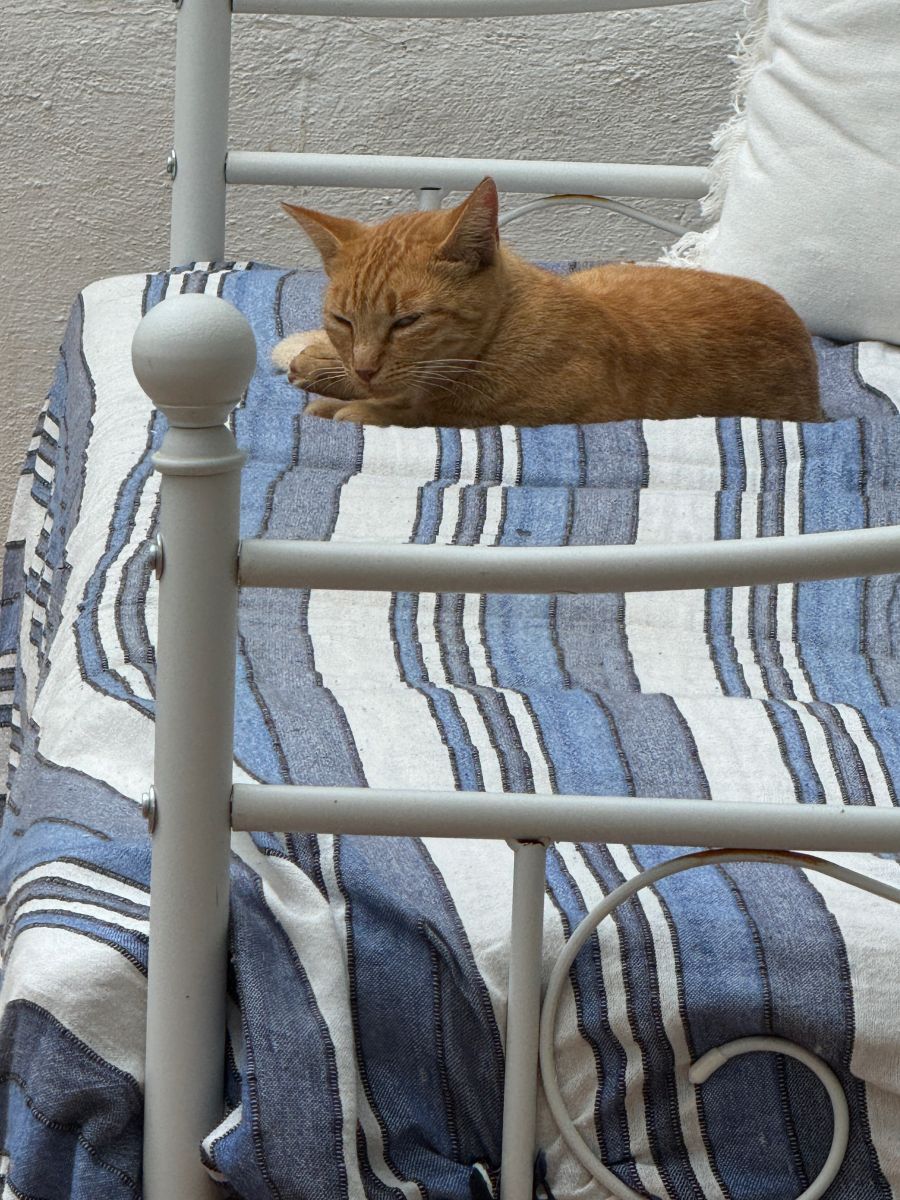 Da schaut mir jemand gechillt bei der Arbeit zu. Fenster wurden geschliffen.