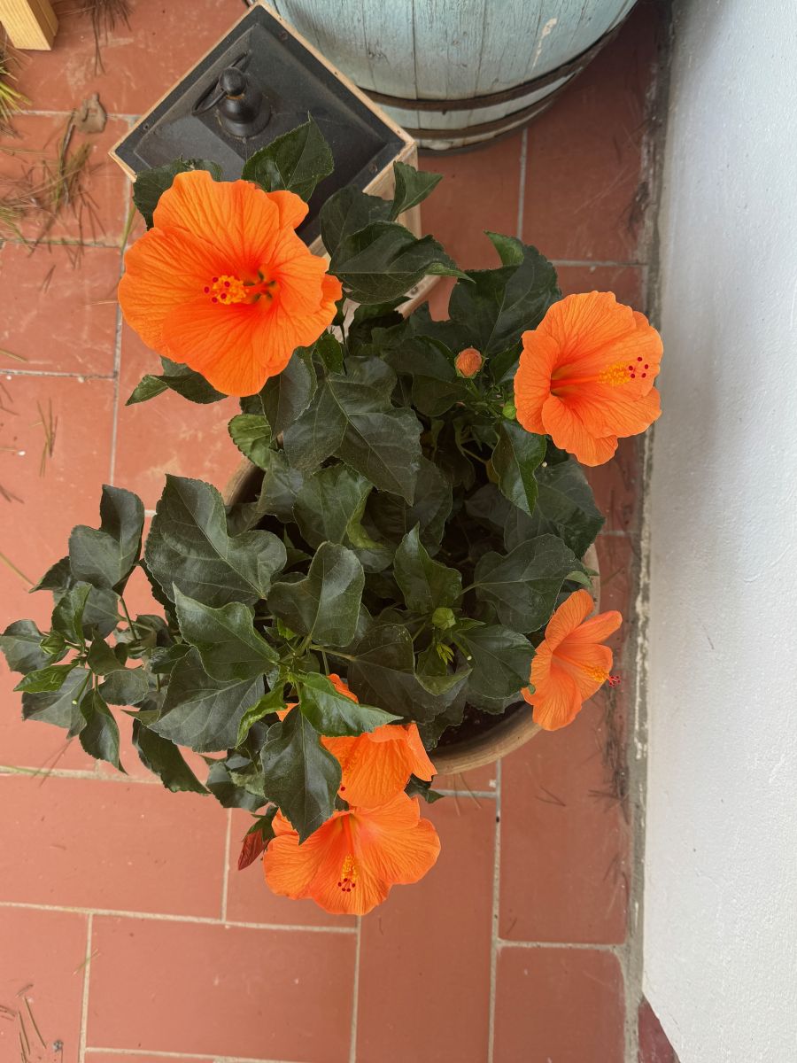 Wunderschön, der Hibiskus...